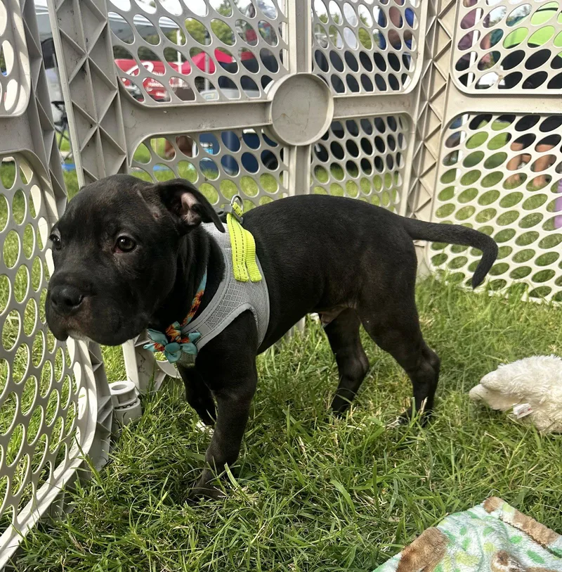 A baby medium-sized male Pit Bull Terrier dog named Frappuccino for adoption in Germantown, OH