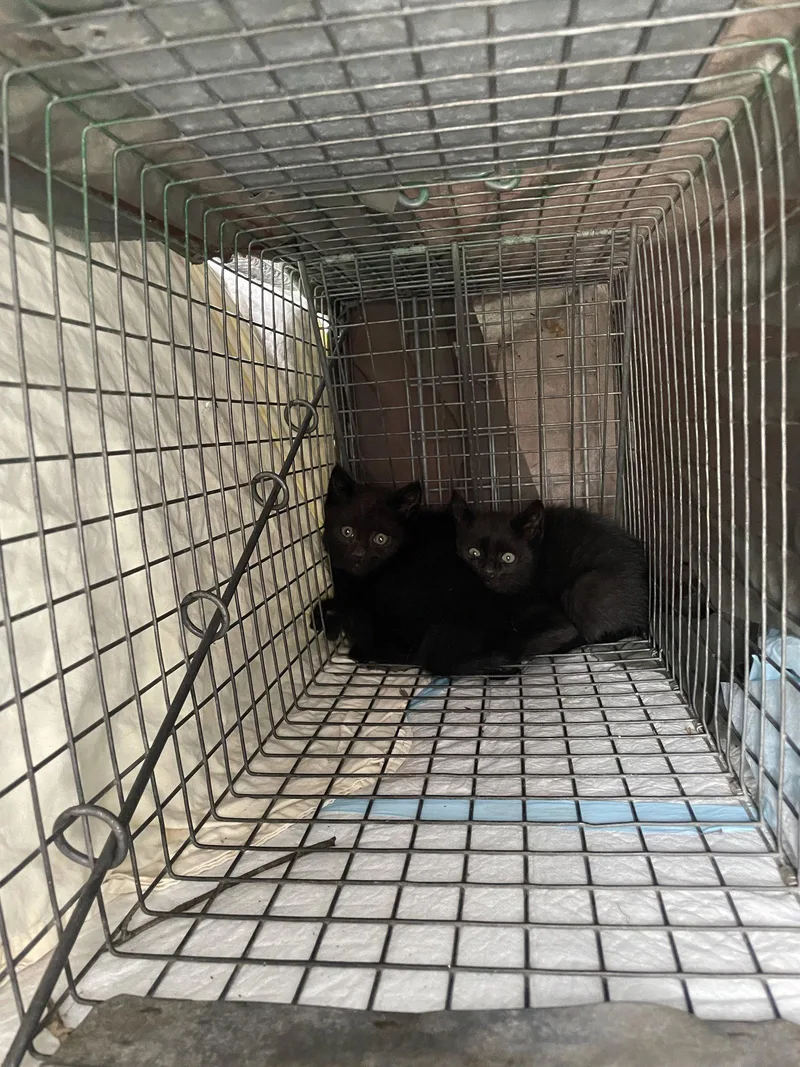 A baby medium-sized male Black Domestic Short Hair cat named Soothsayer for adoption in Trenton, NJ