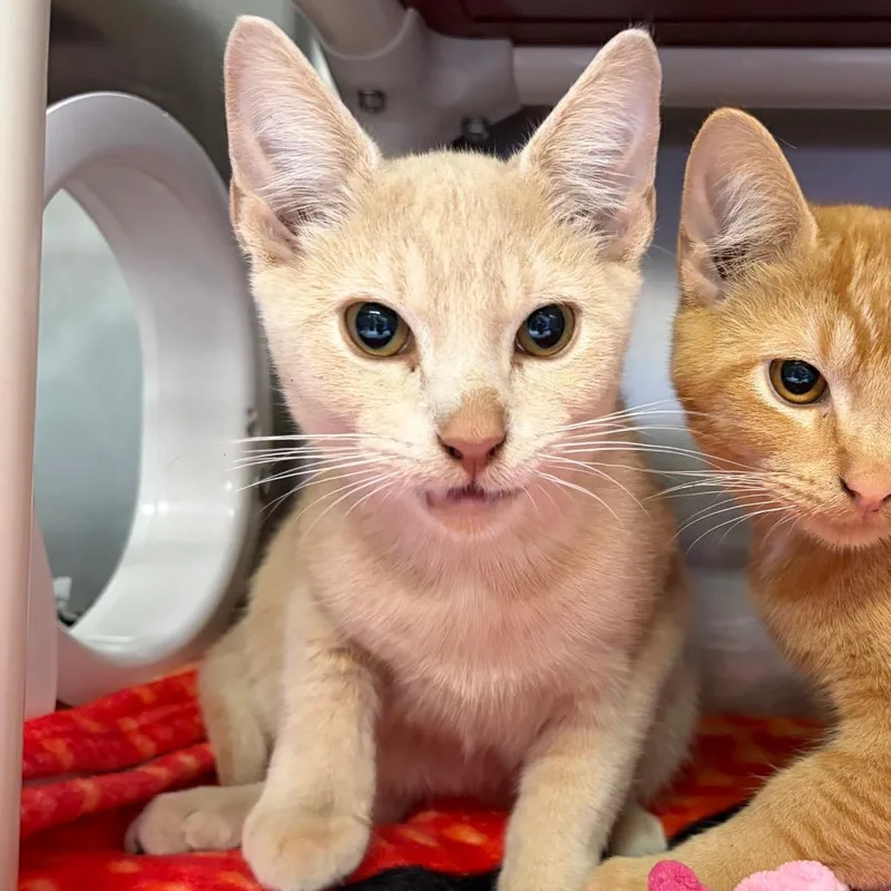 A young medium-sized male Buff / Tan / Fawn Domestic Short Hair cat named Hocus Pocus for adoption in Mentor, OH