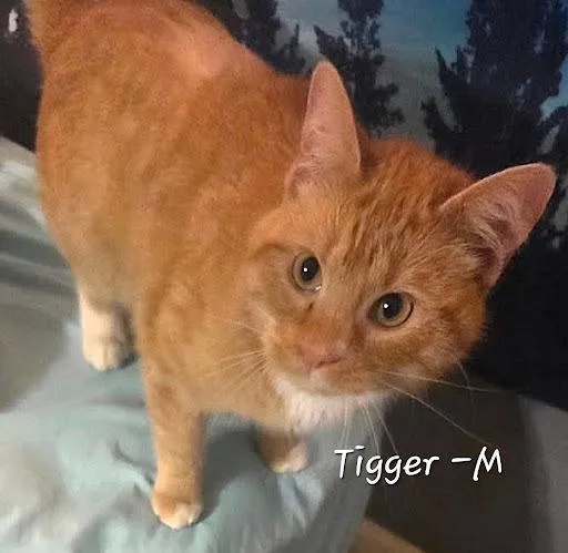 A young large-sized male Domestic Short Hair cat named Tigger for adoption in Lunenburg, MA