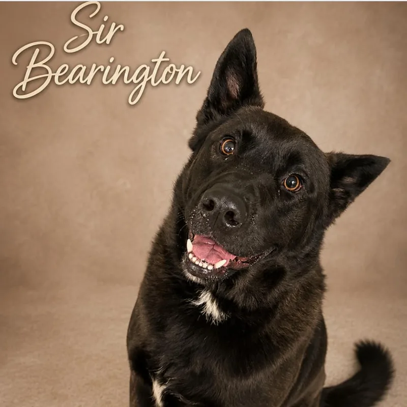 Sir Bearington thumbnail 6