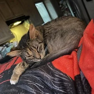 A young small-sized female Domestic Short Hair cat named Clovington aka Clove for adoption in Liverpool, TX