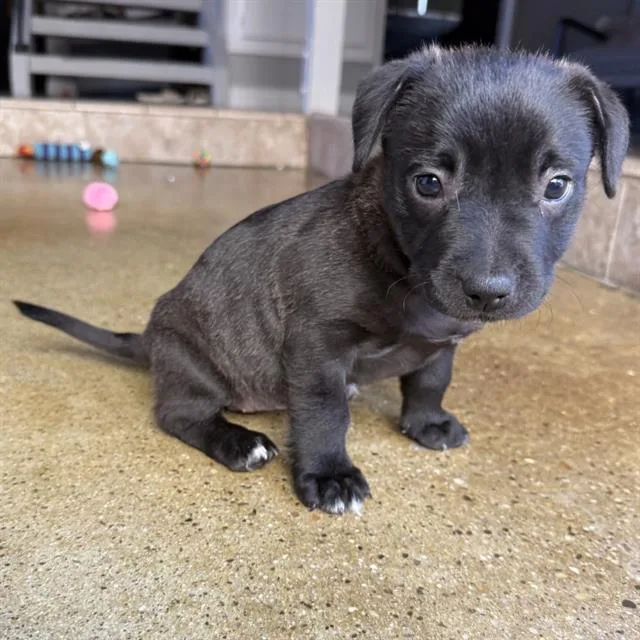 A baby medium-sized female Pit Bull Terrier dog named Sofie for adoption in Camarillo, CA