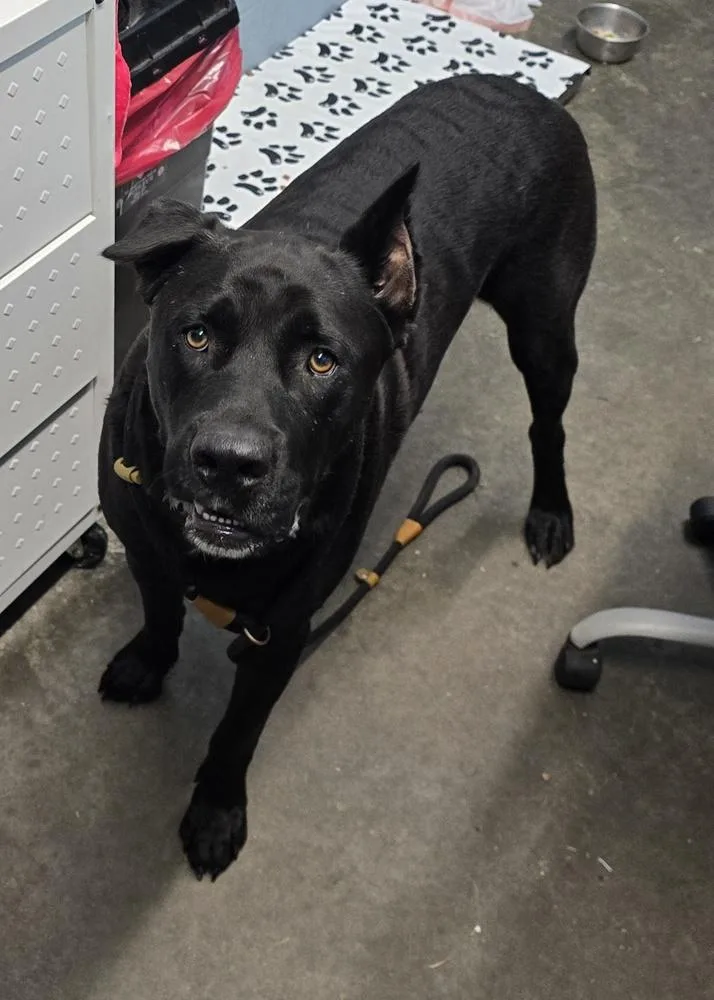 An adult large-sized male Cane Corso dog named Malik for adoption in Evansville, IN