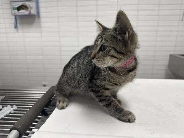 A baby small-sized female Domestic Short Hair cat named Natasha for adoption in Los Angeles, CA