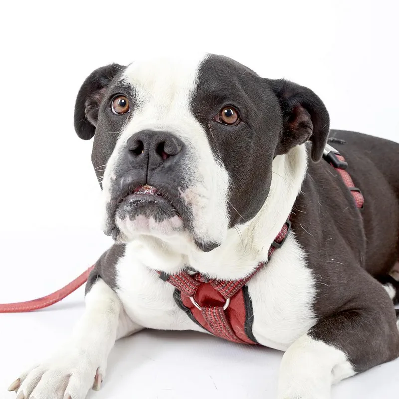A senior large-sized male Mixed Breed dog named Rumble for adoption in Murray, UT