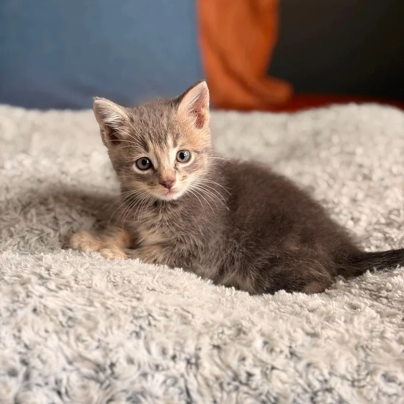 A baby medium-sized male Tabby (Gray / Blue / Silver) Domestic Short Hair cat named Bean for adoption in Valley Center, KS