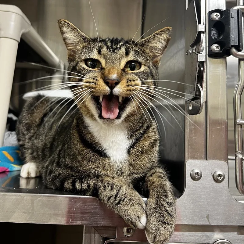 An adult medium-sized male Brown / Chocolate Domestic Short Hair cat named Hobbes for adoption in Harrisville, WV