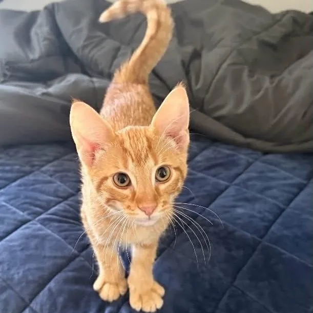 A baby medium-sized male Tabby (Orange / Red) Tabby cat named Loki for adoption in Wyandotte, MI