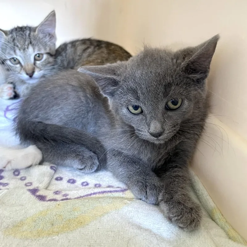 A baby small-sized male Gray / Blue / Silver Domestic Short Hair cat named Costco Membership for adoption in Carencro, LA