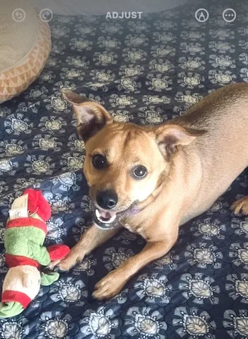 Project Dog  Need thumbnail 3