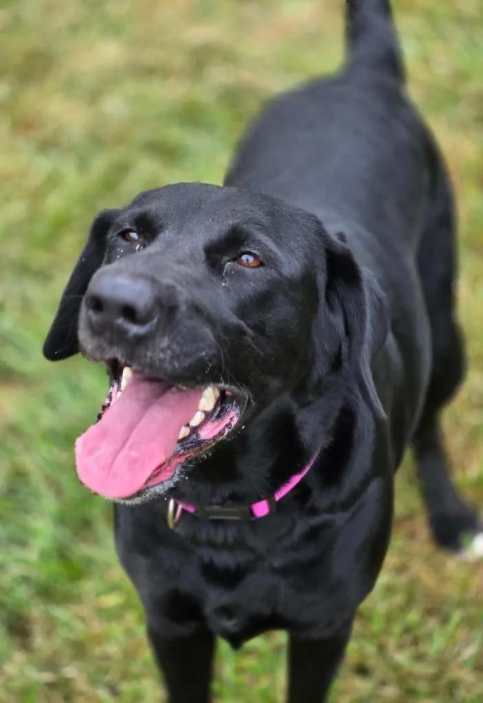 A young medium-sized female Mixed Breed dog named Jessie for adoption in Moberly, MO