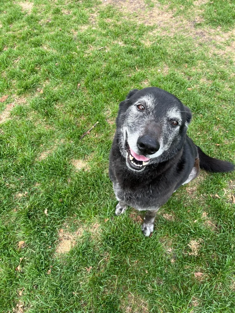 A senior large-sized male Black Labrador Retriever dog named Rex for adoption in Jackson, MI