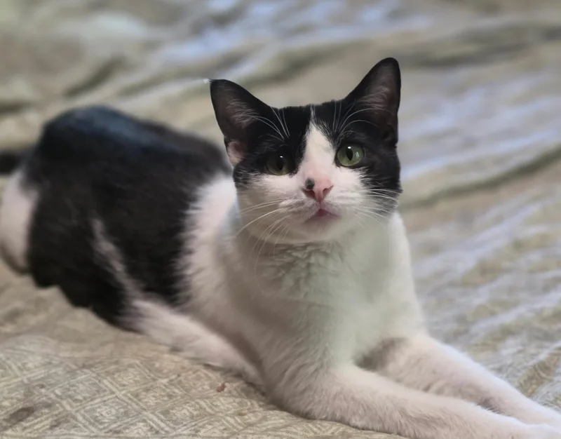 A baby medium-sized female Black & White / Tuxedo Domestic Short Hair cat named Sabrina for adoption in Lawrenceville, GA