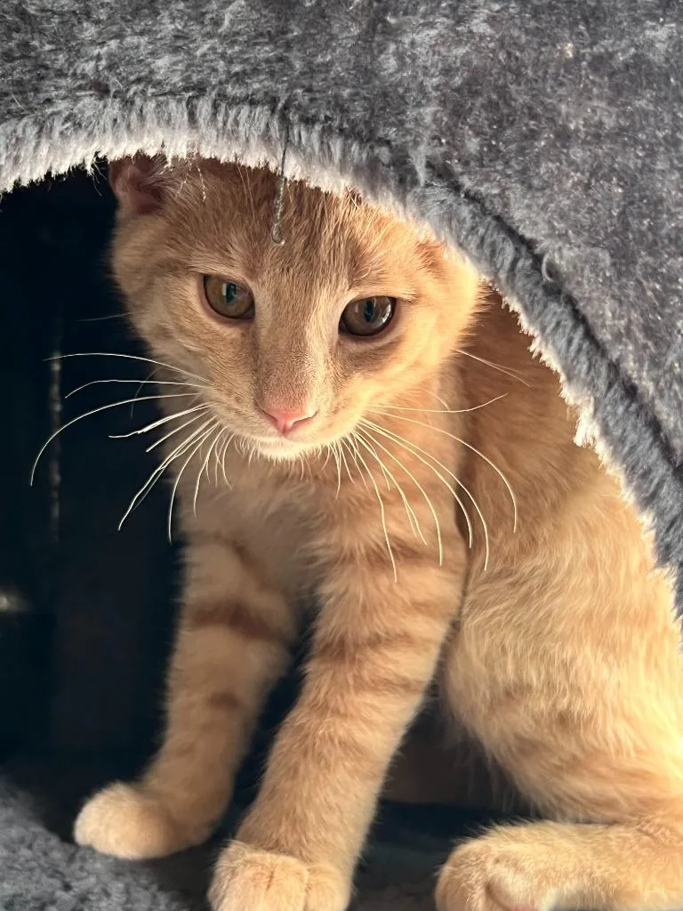 A baby medium-sized male Domestic Medium Hair cat named Bisque for adoption in Salt Lake City, UT