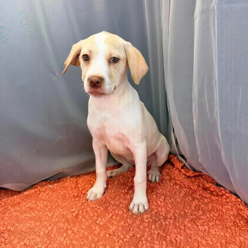A baby small-sized female White / Cream Jack Russell Terrier dog named Joanne for adoption in Foley, AL