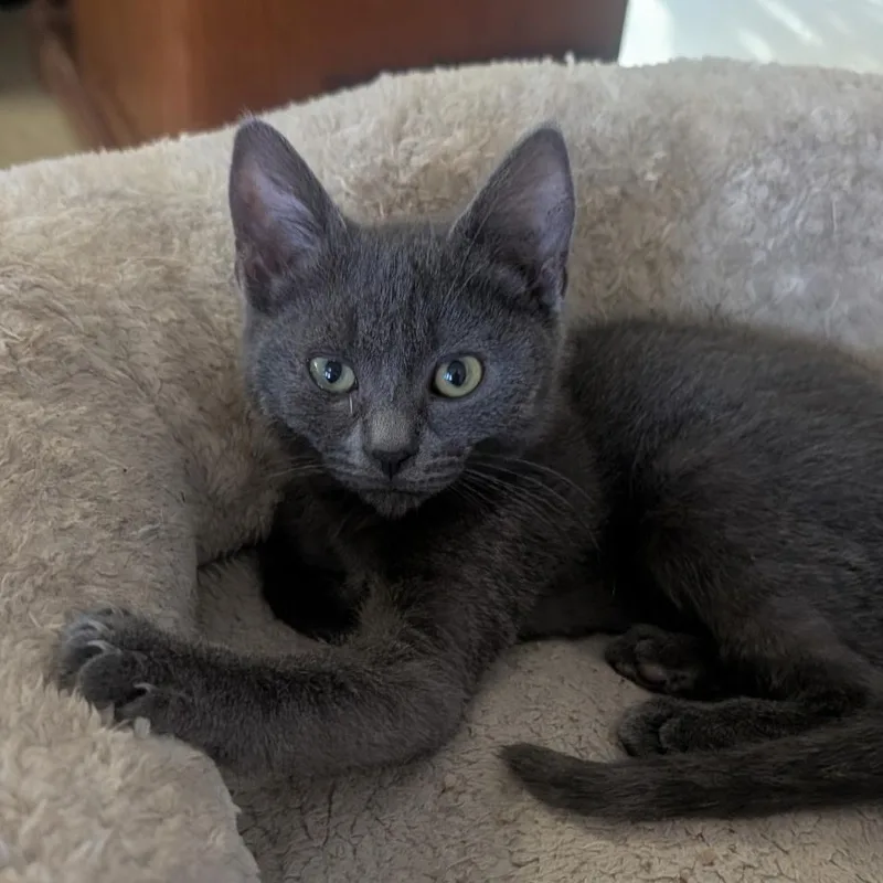 A baby medium-sized male Gray / Blue / Silver Domestic Short Hair cat named Magoo for adoption in Pendleton, OR