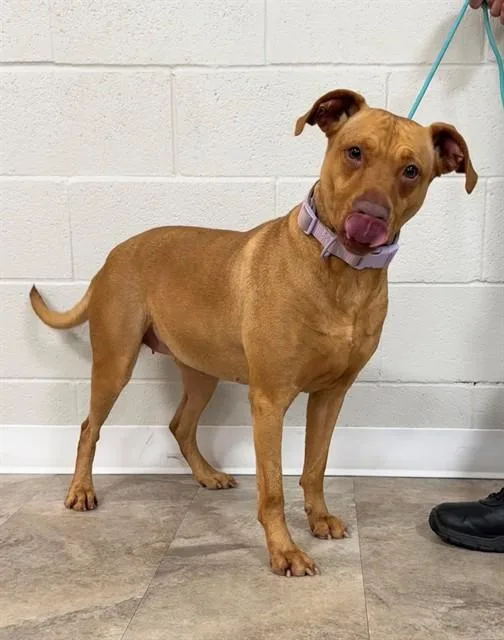 An adult medium-sized female Labrador Retriever dog named Nova for adoption in Cookeville, TN