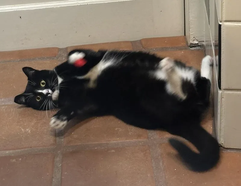 A young medium-sized female Black & White / Tuxedo Domestic Short Hair cat named Misty for adoption in Los Angeles, CA