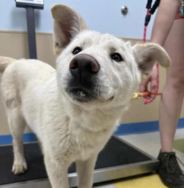 A baby medium-sized female Siberian Husky dog named Katrina for adoption in Sioux City, IA