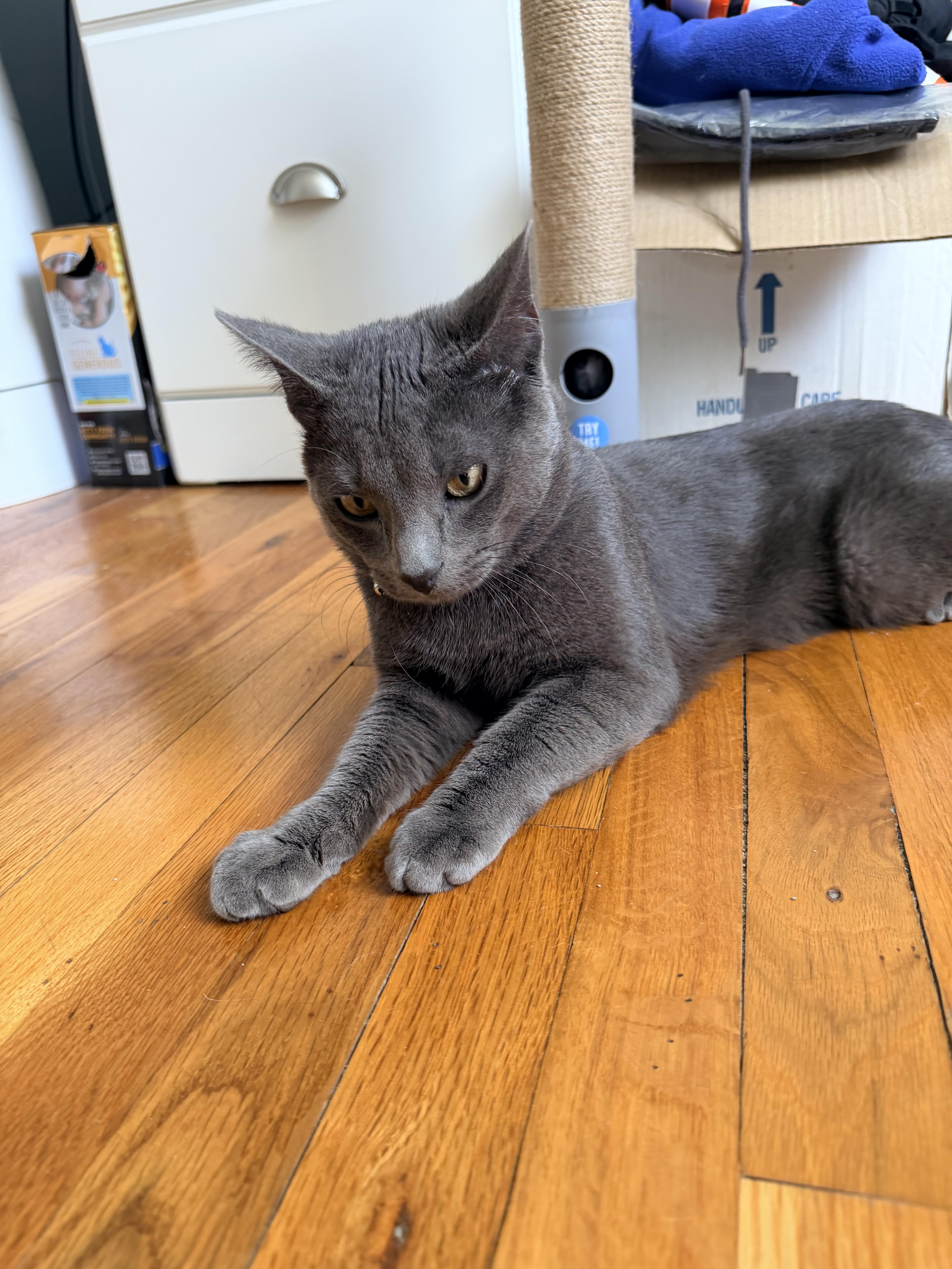 An adult medium-sized male Gray / Blue / Silver Domestic Short Hair cat named Zzzcourtesy Listing Mr. Pickles for adoption in New Rochelle, NY