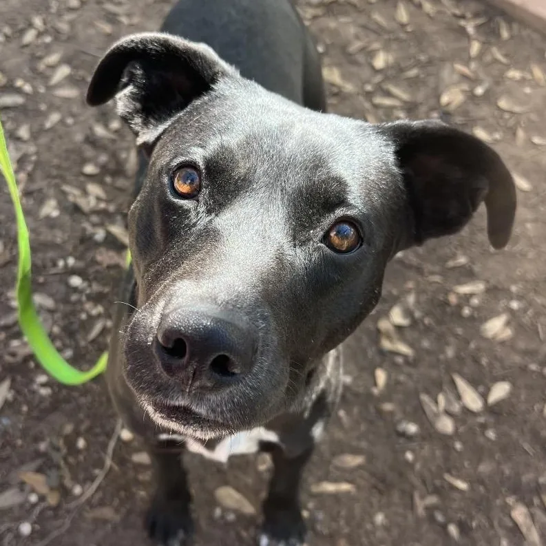 An adult medium-sized female Black Black Labrador Retriever dog named Annie for adoption in Spring, TX