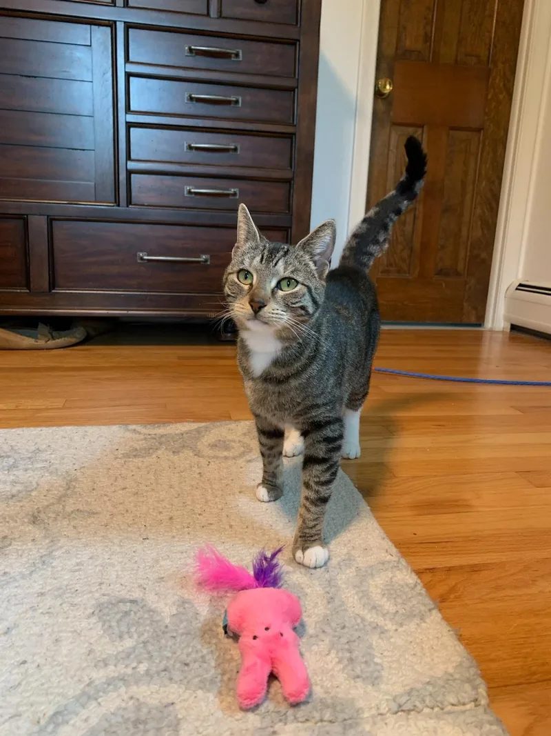 A young medium-sized female Domestic Short Hair cat named Tigress for adoption in Canton, CT