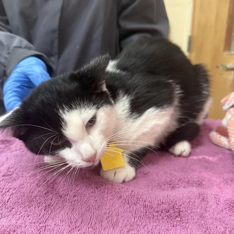 A baby small-sized male Black Domestic Short Hair cat named Boo for adoption in Springfield, MA