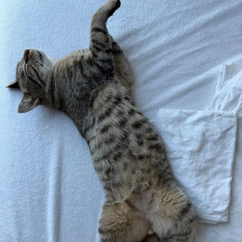 An adult medium-sized male Domestic Short Hair cat named Judge Jackson for adoption in Brooklyn, NY