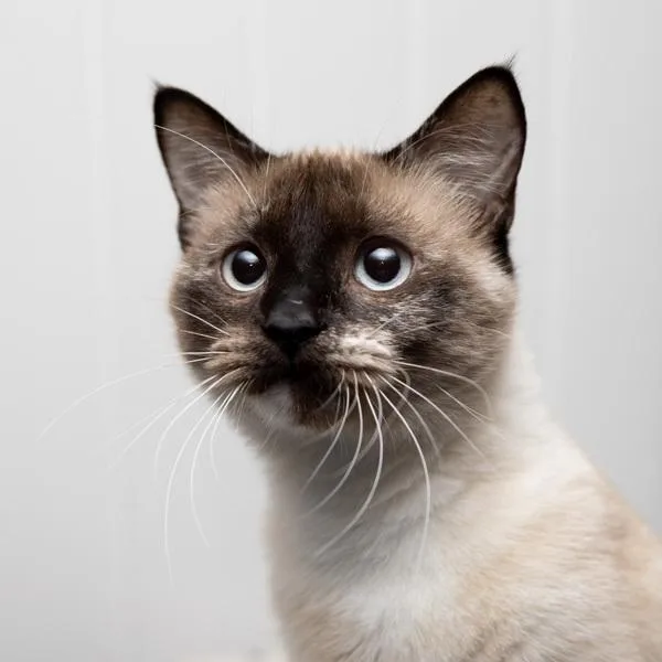 An adult medium-sized female Siamese cat named Kiki  Bonded Buddy for adoption in Des Moines, IA