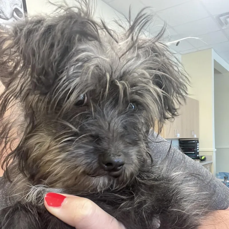 A baby small-sized male Black Yorkshire Terrier dog named Ziggy for adoption in Madisonville, TN
