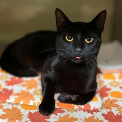 Mochi