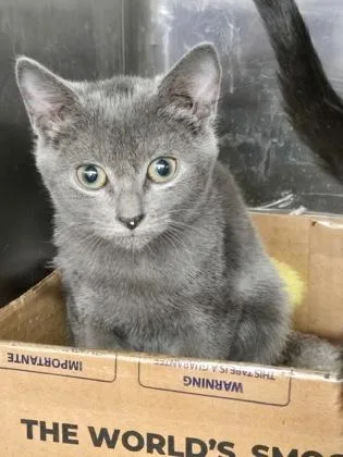 A young small-sized female Domestic Short Hair cat named Paprika for adoption in River Ridge, LA