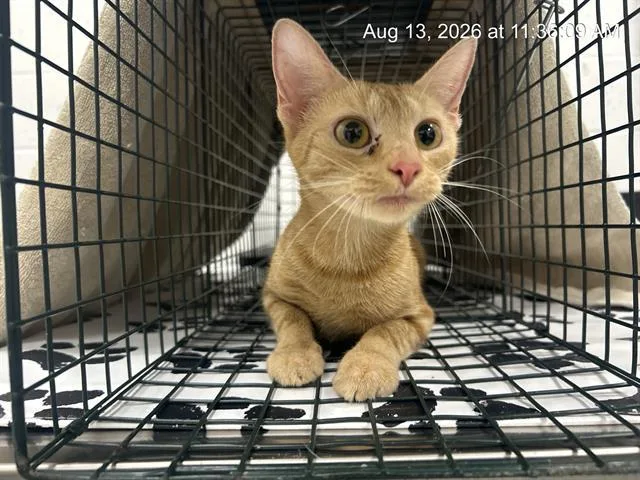 A young small-sized female Domestic Short Hair cat named Hayden for adoption in Ocala, FL