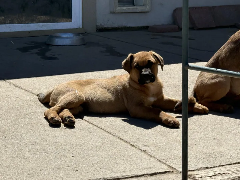 A baby large-sized male Brown / Chocolate German Shepherd Dog dog named Trooper for adoption in Littleton, CO