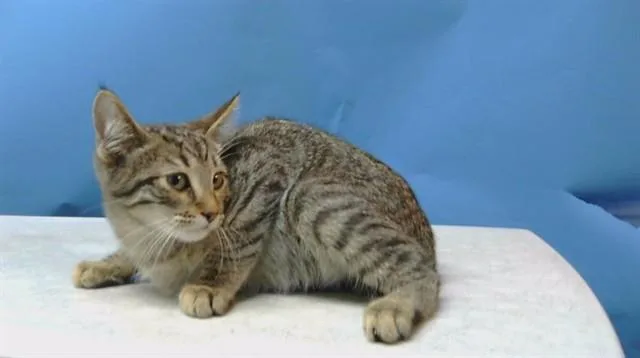 A baby medium-sized male Domestic Short Hair cat named Silas for adoption in Gardena, CA