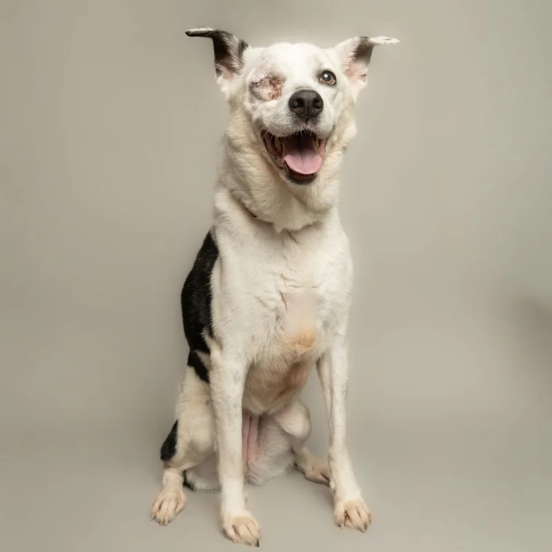 A young medium-sized female Australian Cattle Dog / Blue Heeler dog named Iris for adoption in Richardson, TX