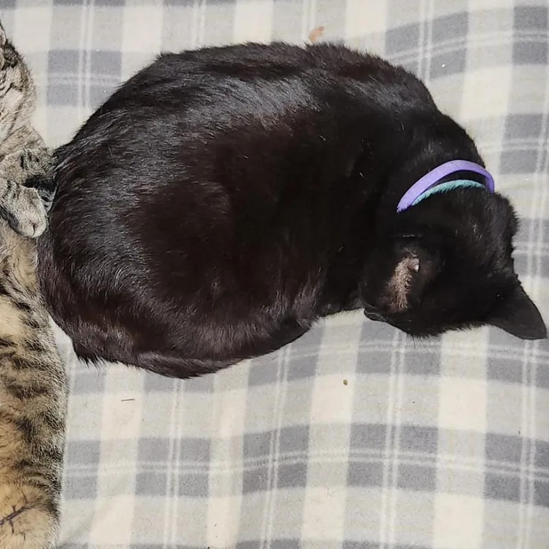 An adult small-sized female Black Domestic Short Hair cat named Bagheera for adoption in Union, MO
