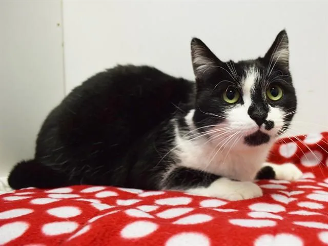 A young small-sized female Domestic Short Hair cat named Mali for adoption in Sacramento, CA
