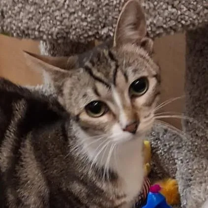 A young small-sized female White American Shorthair cat named Eloise for adoption in Oceanside, NY