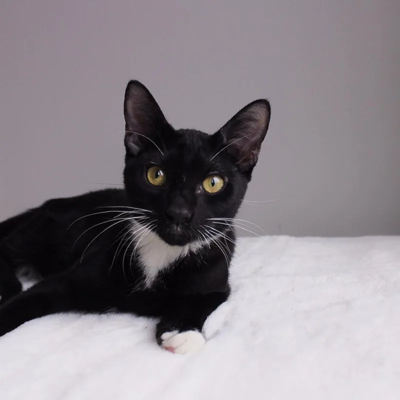 A baby medium-sized male Black & White / Tuxedo Domestic Short Hair cat named Lawson for adoption in Wayne, NJ