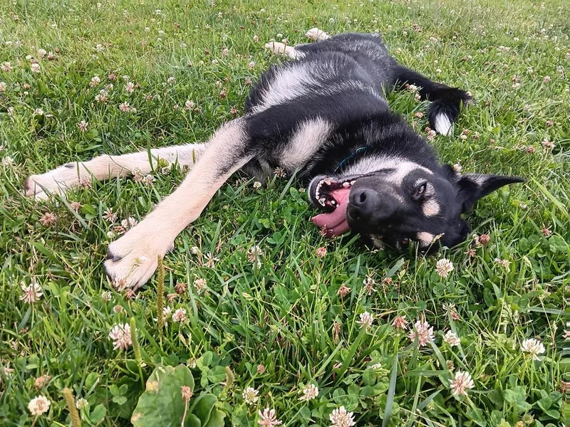 A young large-sized female Brown / Chocolate German Shepherd Dog dog named Gnocchi for adoption in Richmond, TX