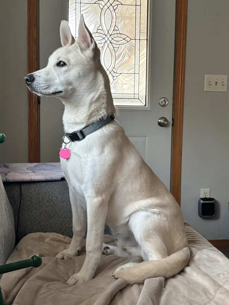 A baby medium-sized male Mixed Breed dog named Arlo "Ari" for adoption in De Pere, WI