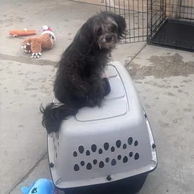 A young small-sized male Black Mixed Breed dog named McCaul for adoption in Freeport, FL
