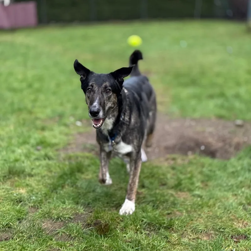 Princess thumbnail 2