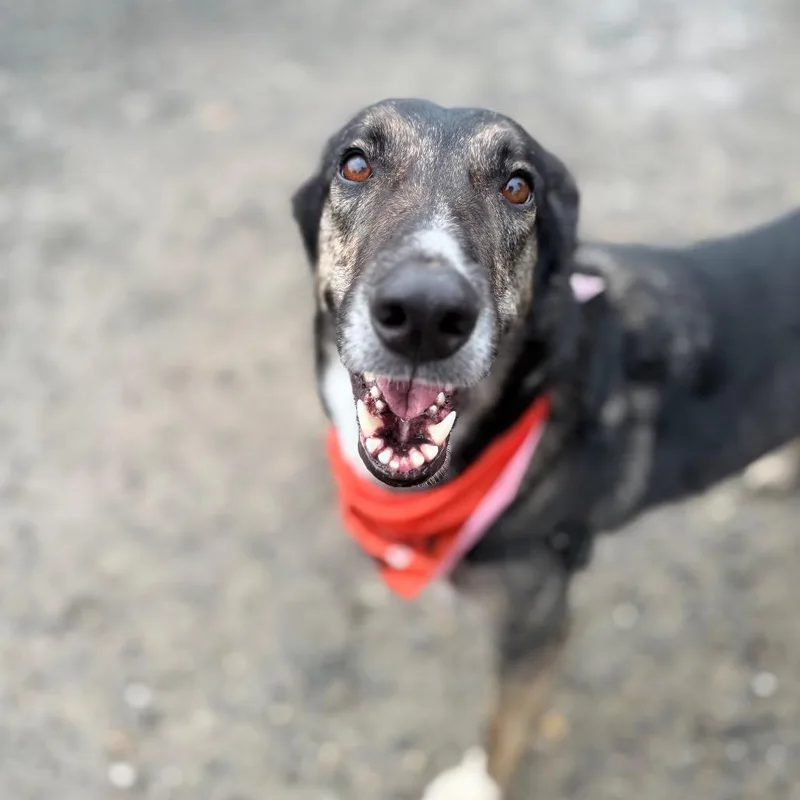 Princess thumbnail 3