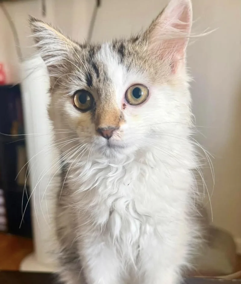 A baby small-sized female Tabby (Buff / Tan / Fawn) Domestic Medium Hair cat named Violet for adoption in Maineville, OH