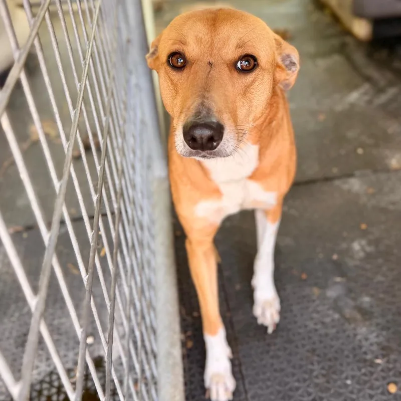 An adult medium-sized female Yellow / Tan / Blond / Fawn Mixed Breed dog named Karen for adoption in Evensville, TN