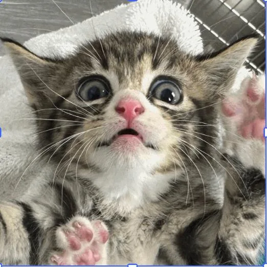 A baby small-sized female Brown / Chocolate Domestic Short Hair cat named Sunrise for adoption in West Palm Beach, FL