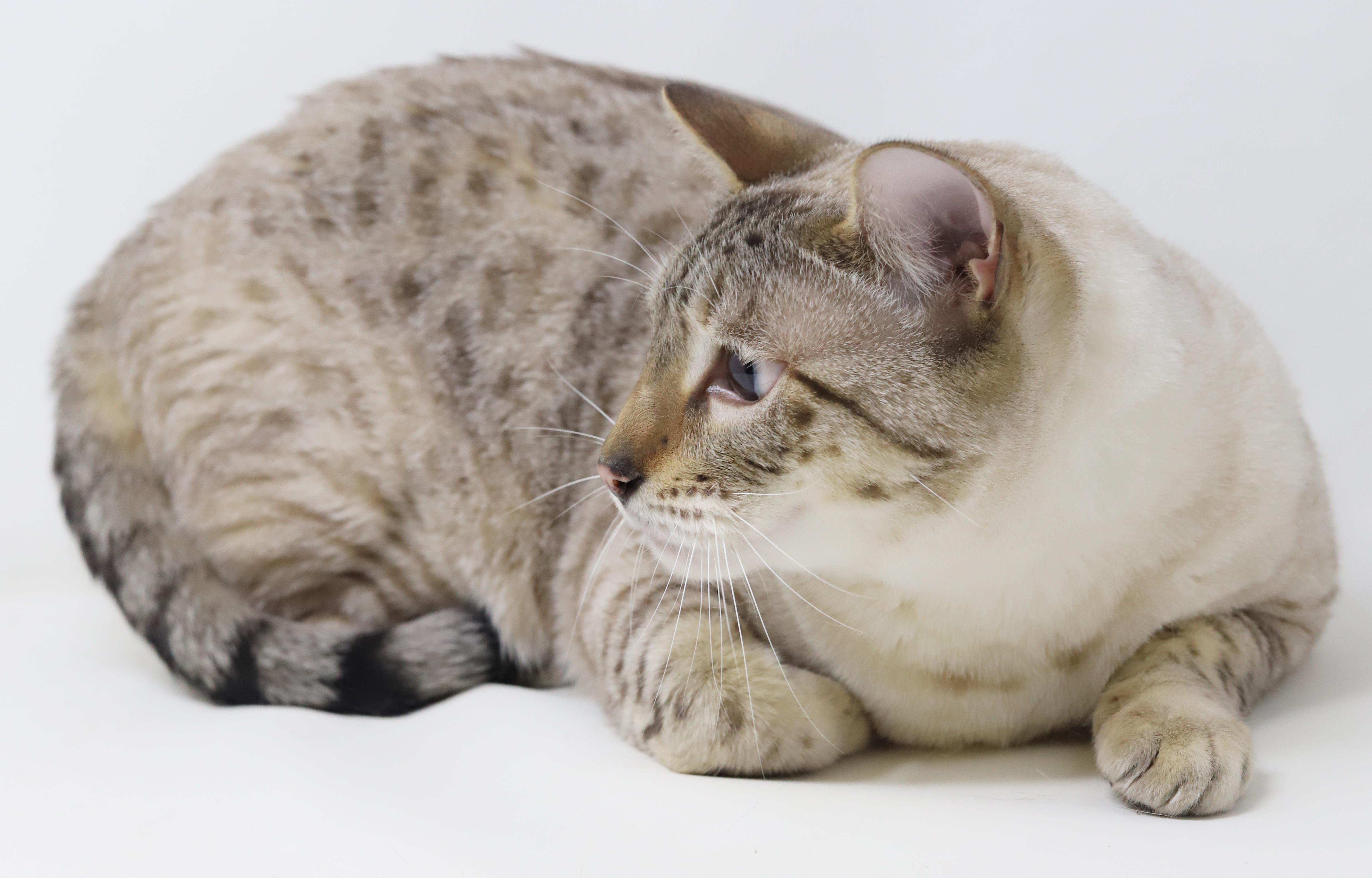 Casper and Zeus  thumbnail 5
